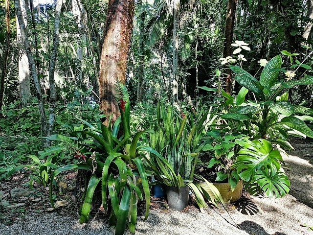 The Jungle Garden: An orchid paradise in the Riviera Nayarit - Riviera  Nayarit Blog