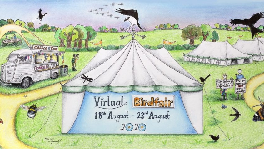 Riviera Nayarit, events, birds, #BirdWatching, #VirtualBirdFair2020