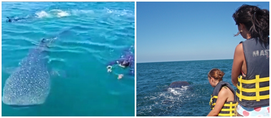 swimming whale sharks, Riviera Nayarit, extreme sports